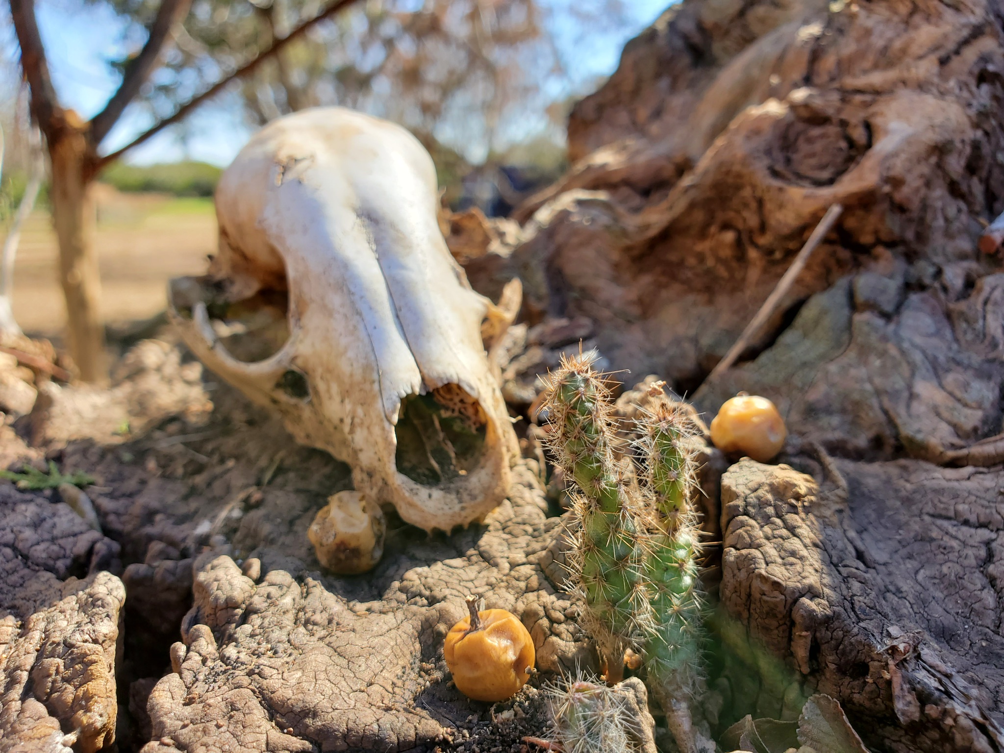 A weathered skull resting against a cactus at Nameless Cemetery